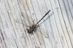 Phanogomphus westfalli