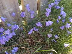 Campanula rotundifolia