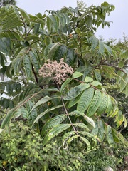 Rhus hypoleuca