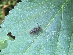 Saperda lateralis