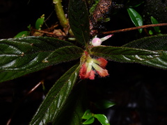 Columnea calotricha