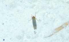 Ferrariana trivittata