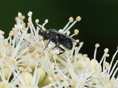 Hylaeus signatus