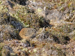 Lemmus trimucronatus