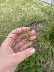 Austrostipa verticillata