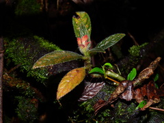 Columnea calotricha