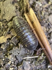 Armadillidium opacum