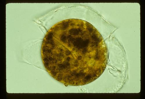 Representative image of Ostreopsidaceae