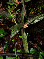 Columnea calotricha