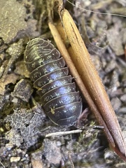 Armadillidium opacum