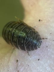 Armadillidium opacum