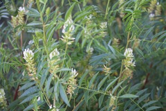 Glycyrrhiza