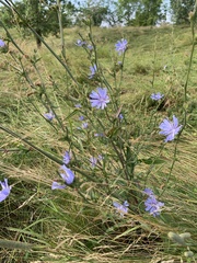 Cichorium intybus