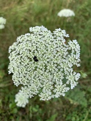 Daucus carota
