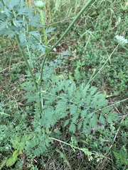 Daucus carota