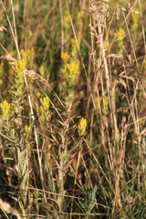Orthocarpus luteus