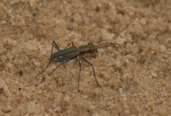 Cicindela interruptofasciata