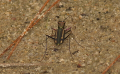 Cicindela interruptofasciata
