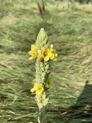 Verbascum thapsus
