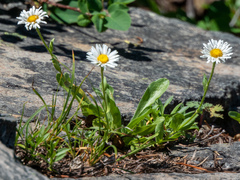 Erigeron cascadensis