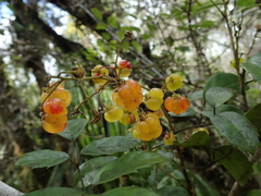 Rubus schmidelioides schmidelioides