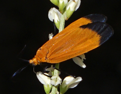 Neoalbertia constans