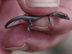 Morethia lineoocellata