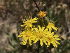Hieracium scouleri