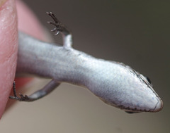 Morethia lineoocellata