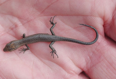 Morethia lineoocellata