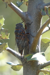 Tibicina