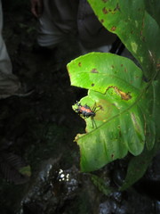 Micrathena lepidoptera image