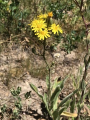 Hieracium scouleri