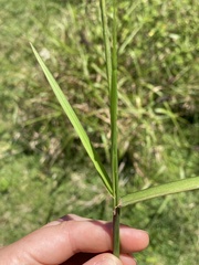 Cenchrus caliculatus