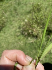 Cenchrus caliculatus