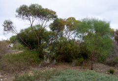 Eucalyptus foecunda foecunda