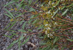 Eucalyptus foecunda foecunda