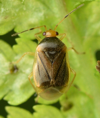 Monalocoris filicis