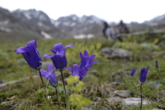 Campanula tridentata