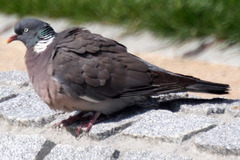 Columba palumbus