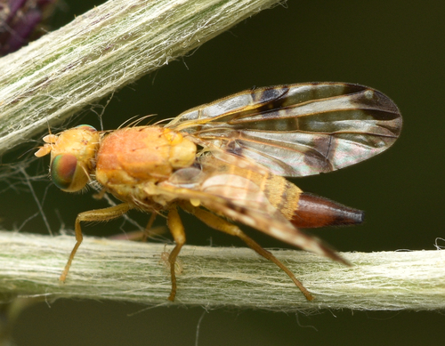 Xyphosia miliaria nuotrauka