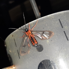 Cosmosoma sectinota