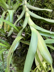 Epidendrum excisum