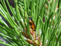 Acantholyda hieroglyphica