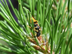 Acantholyda hieroglyphica