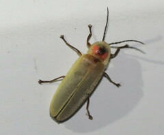 Photinus marginellus