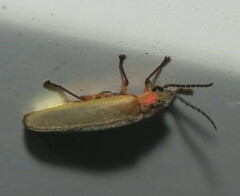 Photinus marginellus