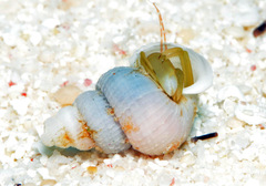 Epitoniidae