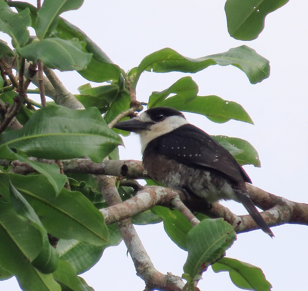 Brown-banded Puffbird photo