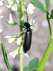 Epicauta subglabra